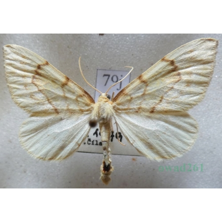 Eulithis mellinata (Fabricius, 1787) male Nacinek żółcieniak Czech79j